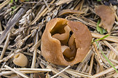 Fawn Cup (Peziza vesiculosa) Ascomycete mushroom growing on manure, Jardin botanique Jean-Marie Pelt, Nancy, Lorraine, France