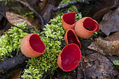 Scarlet cup fungus (Sarcoscypha coccinea), resurgence of the Arot, Pierre-la-Treiche, Lorraine, France