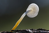 Bonnet (Mycena sp), white mushroom lamellae against the light, pond under conifers, Jaillon, Lorraine, France