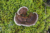 Turkey tail (Trametes versicolor), lignicolous fungus on dead wood, Lorraine, France