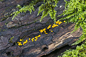 Lemon Disco (Bisporella citrina), Ascomycete fungus, small yellow woody fungi on dead wood, Lorraine, France