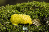 Yellow blob, Scrambled egg slime (Fuligo septica), myxomycete blob, Ansauville, Forêt de la Reine, Lorraine, France