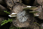White cheese polypore (Tyromyces chioneus), wood-boring fungi on dead wood, Ansauville, Forêt de la Reine, Lorraine, France