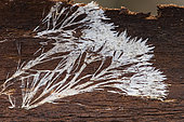 Mycelial filaments under the bark of a tree, Bouxières-aux-dames, Etang de Merrey, Lorraine, France