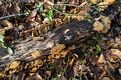 Mushrooms on a dead branch in the forest, Bouxières-aux-Dames, Lorraine, France