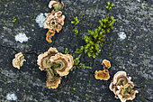 Hairy Curtain Crust (Stereum hirsutum) lignicolous fungus on dead beech in winter, Bbouxieres-aux-dames, Lorraine, France