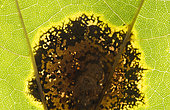 Tar spot (Rhytisma acerinum) on a leaf