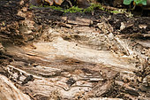 Dead wood with white rot caused by ligninolytic fungi, Forêt de la Reine, Lorraine, France
