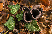 Black trumpet (Craterellus cornucopioides), excellent edible black mushroom, Forêt de la Reine, Lorraine, France