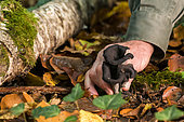 Harvest of Black trumpet (Craterellus cornucopioides), excellent edible black mushroom, Forêt de la Reine, Lorraine, France