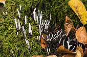 Xylaria fungus (Xylaria sp) lignicolous fungus, saprophytic fungus of dead wood, Forêt de la Reine, Lorraine, France
