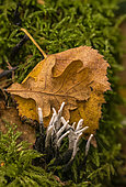 Xylaria fungus (Xylaria sp) lignicolous fungus, saprophytic fungus of dead wood, Forêt de la Reine, Lorraine, France