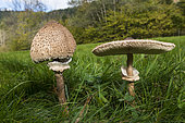 Parasol mushroom (Macrolepiota procera), Le Valtin, Ballons des Vosges Regional Nature Park, France