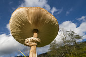 Parasol mushroom (Macrolepiota procera) Ballons des Vosges Regional Nature Park, France