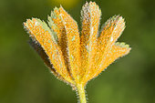 Rsut (Trachyspora intrusa) on Lady's Mantle (Alchemilla sp) leaf, Hautes chaumes, Hohneck, Vosges, France