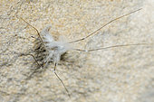 Parasitic fungus on a crane fly, Ecrouves fort, Lorraine, France