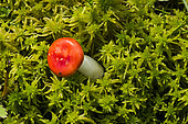 Red russula in the sphagnum mosses of a Vosges bog, Hohneck Massif, Vosges, France