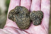 Summer truffle (Tuber aestivum) find in the ground under an oak tree, Bouxieres-aux-Dames, Lorraine, France