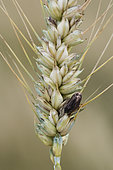 Ergot of rye (Claviceps purpurea), parasitic fungus on cereals, on an ear of wheat (Triticum sp), Carrière de Villey Saint-Etienne, Lorraine, France