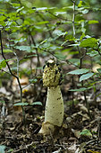 Flies on Stinkhorn (Phallus impudicus), Forêt de la Reine, Lorraine, France
