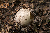 Young Stinkhorn (Phallus impudicus), Forêt de la Reine, Lorraine, France