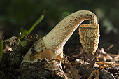 Stinkhorn (Phallus impudicus), Forêt de la Reine, Lorraine, France
