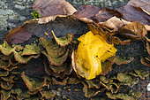 Golden ear (Tremella aurantia)Hairy Curtain Crust (Stereum hirsutum) on a dead tree, Bouxieres-aux-dames, Lorraine, France
