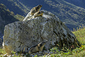 Alpine marmots (Marmota marmota) on a rock, Haute vallée de Champagny, Parc National de la Vanoise, Savoie, Alpes, France