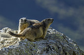 Alpine marmots (Marmota marmota) on a rock, Haute vallée de Champagny, Parc National de la Vanoise, Savoie, Alpes, France
