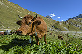 Tarine cow in summer pasture, former lake of Gliere, Haute vallée de Champagny, Vanoise National Park, Alps, Savoie, France