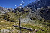 The Grande Motte and the north side of the Grande Casse in Vanoise, in the foreground, the Croix des Ecuries, cows grazing on the Glières plateau, Haute vallée de Champagny, Vanoise National Park, Savoie, Alpes, France