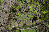 Petasite leaves eaten by insects, Vallon de Champagny en Vanoise, Savoie, France