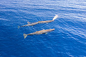 Sperm whale (Physeter macrocephalus).Aerial view of mother and calf and escort. Vulnerable (IUCN). The sperm whale is the largest of the toothed whales. Sperm whales are known to dive as deep as 1,000 meters in search of squid to eat. Image has been shot in Dominica, Caribbean Sea, Atlantic Ocean. Photo taken under permit