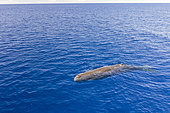 Aerial view of a sperm whale (Physeter macrocephalus). Vulnerable (IUCN). The sperm whale is the largest of the toothed whales. Sperm whales are known to dive as deep as 1,000 meters in search of squid to eat. Image has been shot in Dominica, Caribbean Sea, Atlantic Ocean. Photo taken under permit