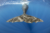 Distintive tail of a sperm whale (Physeter macrocephalus). Vulnerable (IUCN). The sperm whale is the largest of the toothed whales. Sperm whales are known to dive as deep as 1,000 meters in search of squid to eat. Image has been shot in Dominica, Caribbean Sea, Atlantic Ocean. Photo taken under permit