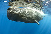Sperm whale, (Physeter macrocephalus) surfacing. Vulnerable (IUCN). The sperm whale is the largest of the toothed whales. Sperm whales are known to dive as deep as 1,000 meters in search of squid to eat. Image has been shot in Dominica, Caribbean Sea, Atlantic Ocean. Photo taken under permit