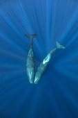 Couple of sperm whale, (Physeter macrocephalus), Vulnerable (IUCN), The sperm whale is the largest of the toothed whales. Sperm whales are known to dive as deep as 1,000 meters in search of squid to eat. Image has been shot in Dominica, Caribbean Sea, Atlantic Ocean. Photo taken under permit