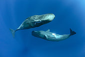 Couple of sperm whale, female and male bottom, Physeter macrocephalus, Vulnerable (IUCN). The sperm whale is the largest of the toothed whales. Sperm whales are known to dive as deep as 1,000 meters in search of squid to eat. Image has been shot in Dominica, Caribbean Sea, Atlantic Ocean. Photo taken under permit