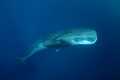 Sperm whale male (Physeter macrocephalus). Vulnerable (IUCN). The sperm whale is the largest of the toothed whales. Sperm whales are known to dive as deep as 1,000 meters in search of squid to eat. Image has been shot in Dominica, Caribbean Sea, Atlantic Ocean. Photo taken under permit