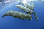 Pod of sperm whale swimming, (Physeter macrocephalus), Vulnerable (IUCN), The sperm whale is the largest of the toothed whales. Sperm whales are known to dive as deep as 1,000 meters in search of squid to eat. Image has been shot in Dominica, Caribbean Sea, Atlantic Ocean. Photo taken under permit.