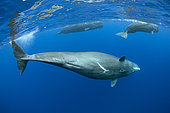 Sperm whale female called Canopener (Physeter macrocephalus) other two on the back. Vulnerable (IUCN). The sperm whale is the largest of the toothed whales. Sperm whales are known to dive as deep as 1,000 meters in search of squid to eat. Image has been shot in Dominica, Caribbean Sea, Atlantic Ocean. Photo taken under permit