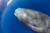 Close up of a surfacing sperm whale, Physeter macrocephalus, Vulnerable (IUCN). The sperm whale is the largest of the toothed whales. Sperm whales are known to dive as deep as 1,000 meters in search of squid to eat. Image has been shot in Dominica, Caribbean Sea, Atlantic Ocean. Photo taken under permit