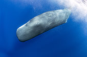 Sperm whale (Physeter macrocephalus) diving upside down. Vulnerable (IUCN). The sperm whale is the largest of the toothed whales. Sperm whales are known to dive as deep as 1,000 meters in search of squid to eat. Image has been shot in Dominica, Caribbean Sea, Atlantic Ocean. Photo taken under permit