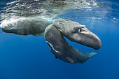 Pod of sperm whale socializing, (Physeter macrocephalus), Vulnerable (IUCN), The sperm whale is the largest of the toothed whales. Sperm whales are known to dive as deep as 1,000 meters in search of squid to eat. Image has been shot in Dominica, Caribbean Sea, Atlantic Ocean. Photo taken under permit.