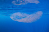 Pelagic eggs mass, of Diamondback squid (thysanoteuthis rhombus) a large species of squid from the family Thysanoteuthidae. The species is able to grow up to 100 cm in mantle length and a maximum weight of 30 kg. Dominica, Caribbean Sea, Atlantic Ocean.