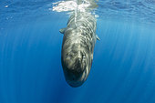 The sperm whale's distinctive shape comes from its very large, block-shaped head, which can be one-quarter to one-third of the animal's length. Vulnerable (IUCN). The sperm whale is the largest of the toothed whales. Sperm whales are known to dive as deep as 1,000 meters in search of squid to eat. Image has been shot in Dominica, Caribbean Sea, Atlantic Ocean. Photo taken under permit.