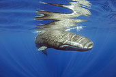 Sperm whale, (Physeter macrocephalus) reflecting on the surface. Vulnerable (IUCN). The sperm whale is the largest of the toothed whales. Sperm whales are known to dive as deep as 1,000 meters in search of squid to eat. Image has been shot in Dominica, Caribbean Sea, Atlantic Ocean. Photo taken under permit