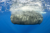 Close up of Sperm whale, (Physeter macrocephalus) swimming upside down. Vulnerable (IUCN). The sperm whale is the largest of the toothed whales. Sperm whales are known to dive as deep as 1,000 meters in search of squid to eat. Image has been shot in Dominica, Caribbean Sea, Atlantic Ocean. Photo taken under permit