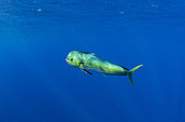Mahi-mahi or common dolphinfish (Coryphaena hippurus) Dominica, Caribbean Sea, Atlantic Ocean.
