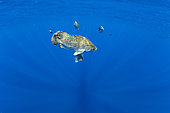 Tripletail (Lobotes surinamensis) pelagic fish associated with drifting debris. Dominica, Caribbean Sea, Atlantic Ocean.